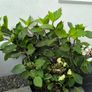 garden plants Image 6