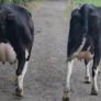 Fresh calved heifers Image 3