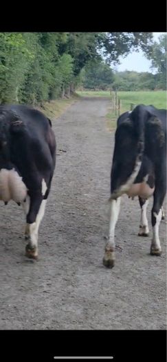 Fresh calved heifers