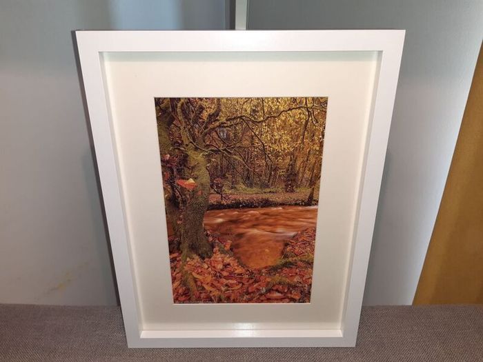 Curragh Woods, East Cork