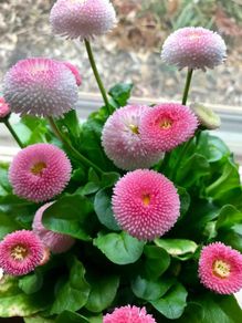 (D) Pomponette Daisy Mixed Seeds 0.1g (883607)
