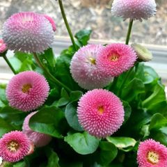 (D) Pomponette Daisy Mixed Seeds 0.1g (883607)