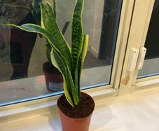 1 Snake plant with wave