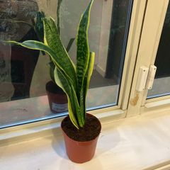 1 Snake plant with vase