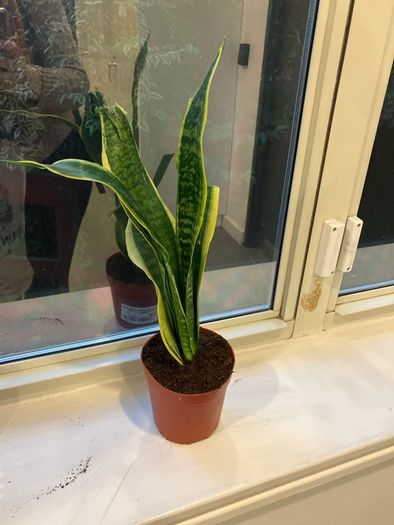 1 Snake plant with wave