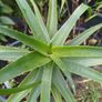 Aloe Striatula tropical specimen Image 2