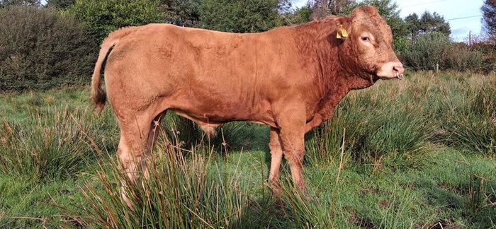 Easy Calving  Pbr Limousin  Bull By Eby