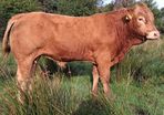 Easy Calving  Pbr Limousin  Bull By Eby