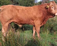 Easy Calving  Pbr Limousin  Bull By Eby