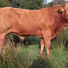Easy Calving  Pbr Limousin  Bull By Eby