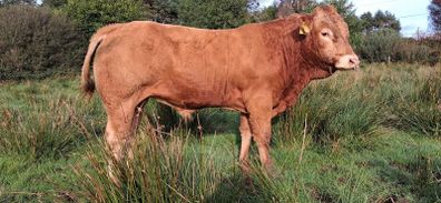 Easy Calving  Pbr Limousin  Bull By Eby