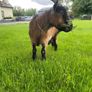 Pigmy goat Image 3