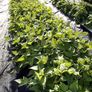 (B) Dwarf French Bean Yin Yang seeds 3g (124138) Image 4