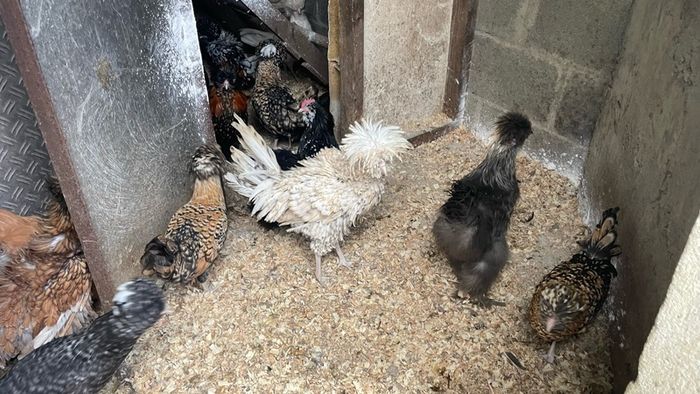 polish roosters
