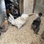 polish roosters Image 3