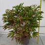 Paeonia lactiflora Image 6