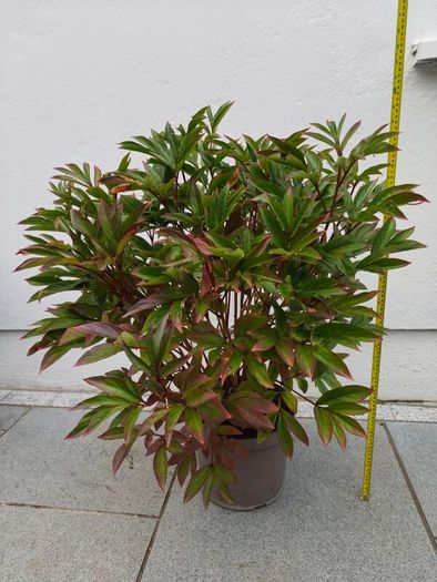 Paeonia lactiflora
