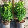 Box Hedging Image 3