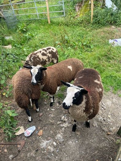 Ewe lamb organic