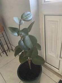 rubber plant Ficus elastica