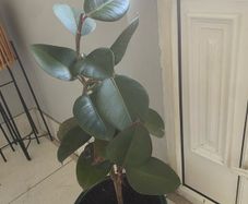 rubber plant Ficus elastica