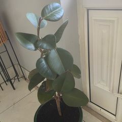 rubber plant Ficus elastica