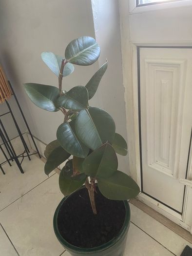 rubber plant Ficus elastica