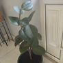 rubber plant ficus elastica Image 3