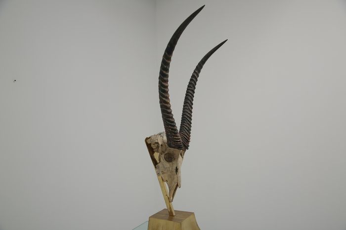 Taxidermy Study of Gazelle With Antlers by Anthony Redmile, London, 1970s.