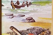 Irish Sea Shells