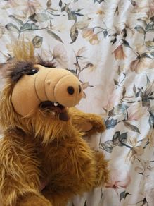 Alf Teddy