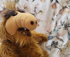 Alf Teddy
