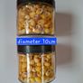 Shells (Yellow Periwinkle) Image 3