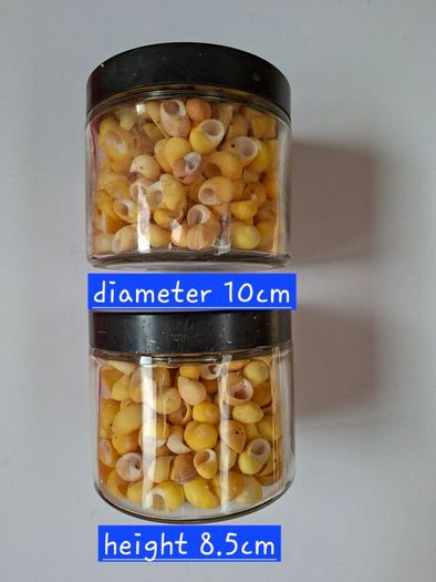 Shells (Yellow Periwinkle)