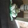 The Mystic Vision Frog Figurine Green White Resin Art Esoteric AllSeeing Eye Image 7