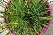 Chives - Allium schoenoprasum