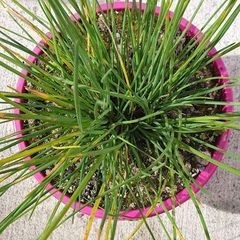 Chives - Allium schoenoprasum