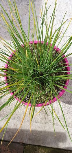 Chives - Allium schoenoprasum