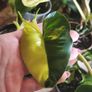 Philodendron Burle Marx Varigated Established Plant Rare Image 4