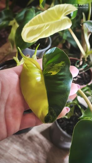 Philodendron Burle Marx Varigated Established Plant Rare
