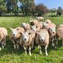 Texel ram lambs Image 2