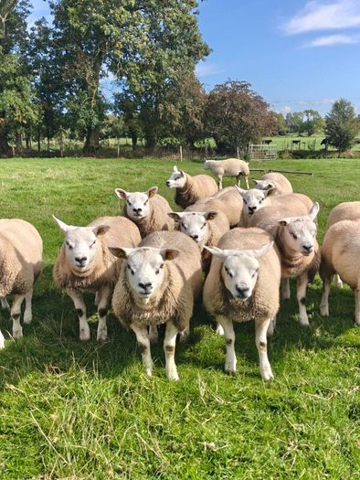 Texel ram lambs