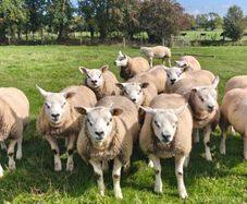 Pedigree Texel ram lambs