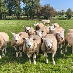 Pedigree Texel ram lambs