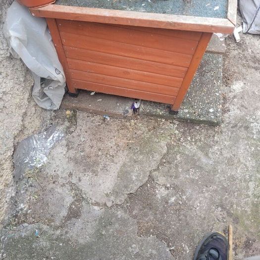 dog kennel