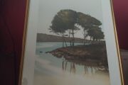 Lakeside trees / John MC Nulty