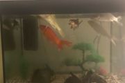 fish tank
