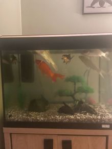 fish tank