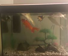 fish tank