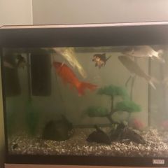 fish tank